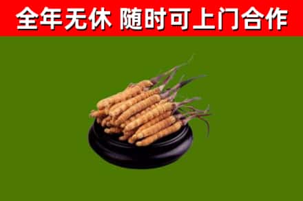 永和县回收散虫草