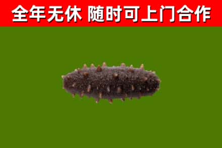 永和县回收海参干